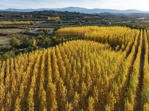 European Aspen (Populus tremula) in autumnal colours. Cultivated for timber. Aerial view. Drone shot. Granada province, Andalusia, Spain