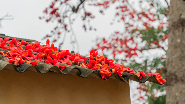 Red kapok flowers blooming on tree