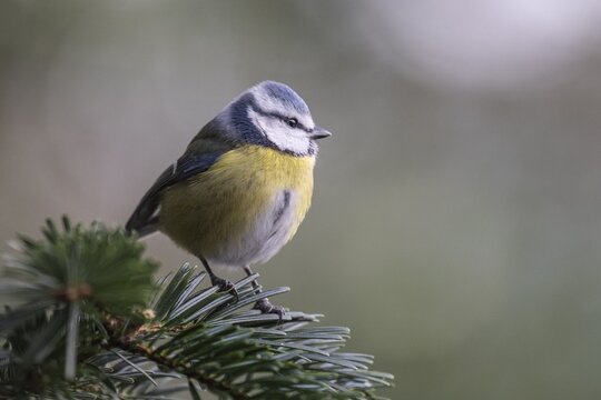 Blue Tit (Parus caerulea), Emsland, Lower Saxony, Germany