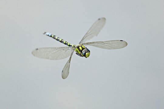 Emperor dragonfly (Anax imperator), in flight, Selger Moor, Canton Zurich, Switzerland