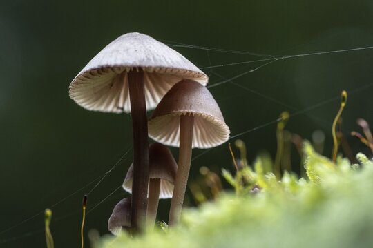 Large blood helmet (Mycena haematopus), Emsland, Lower Saxony, Germany
