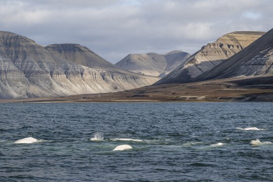 Group of belugas, beluga whales (Delphinapterus leucas), Kapp Wijk, Spitsbergen, Svalbard, Norway