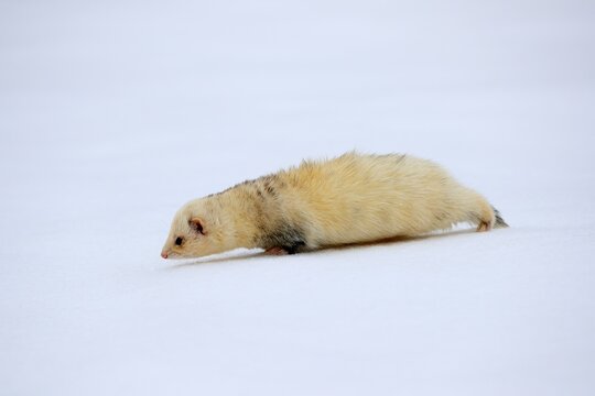 Ferret (Mustela putorius furo), adult, albino, in winter, in the snow, Bohemian Forest, Czech Republic