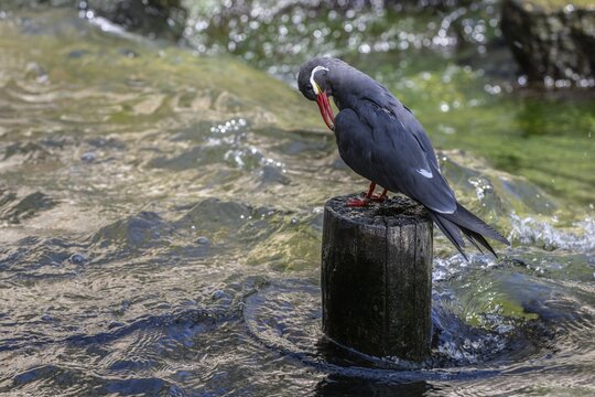 Inca tern (Larosterna inka), captive, Germany