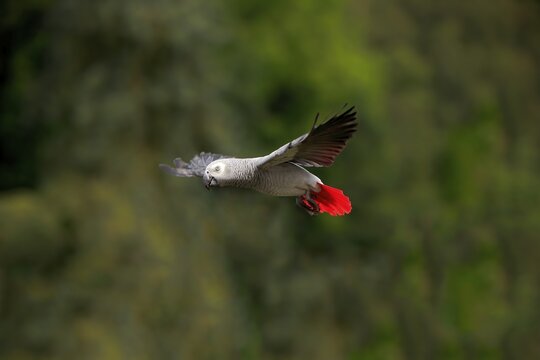 Grey parrot (Psittacus erithacus timneh), adult, flying, captive