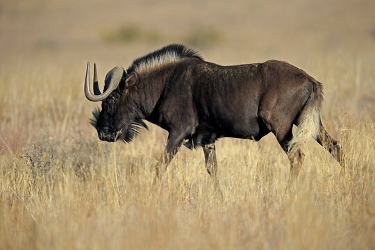 White-tailed gnu (Connochaetes gnou), adult, running, Mountain Zebra National Park, Eastern Cape, South Africa