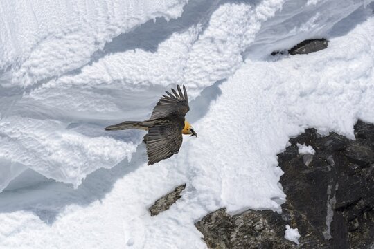 Bearded vulture (Gypaetus barbatus), in flight over a structured snowfield, Alps, Valais, Switzerland