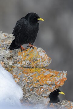 Alpine chough (Pyrrhocorax graculus), on a lichen-covered rock, Valais, Switzerland