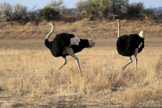 South African ostrich (Struthio camelus australis), adult, male, two males, threatening, imposition, Mountain Zebra National Park, Eastern Cape, South Africa