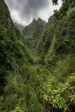 View of steep forested cloud-covered mountains, Levada do Caldeir&atilde;o Verde, Parque Florestal das Queimadas, Madeira, Portugal