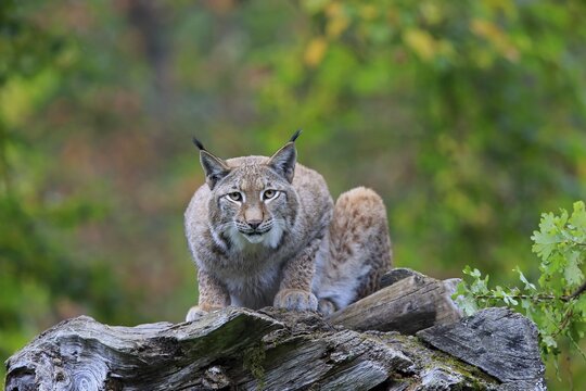 Eurasian lynx (Lynx lynx), adult, sitting on dead tree trunk, alert, Germany