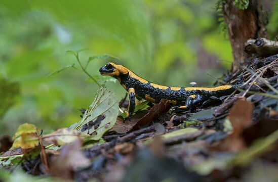 Fire salamander (Salamandra salamandra) in the forest habitat, Hesse, Germany