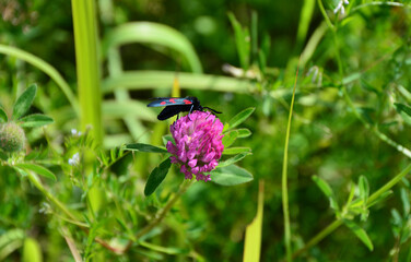 Fototapeta premium Six-spot Burnet Moth on Red Clover on meadow copy space