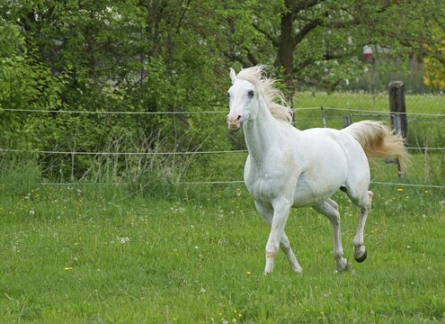 Horse, grey horse running, Hesse, Germany