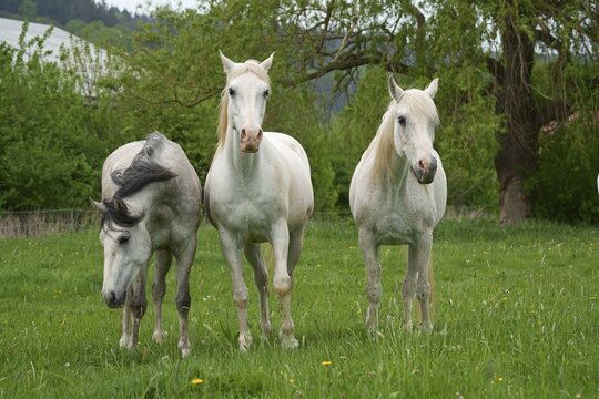 Horses, White horse, Hesse, Germany