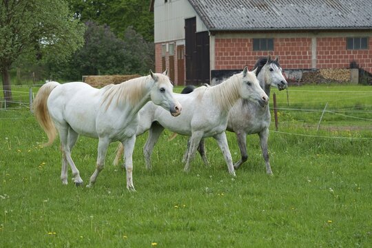 Horses, grey horse running, Hesse, Germany