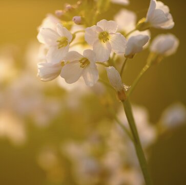 Cuckoo flower (Cardamine pratensis), Hesse, Germany