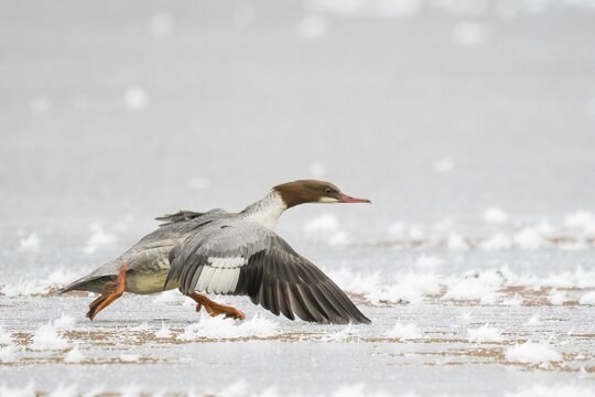 Common merganser (Mergus merganser) running on frost-covered ice, Hesse, Germany