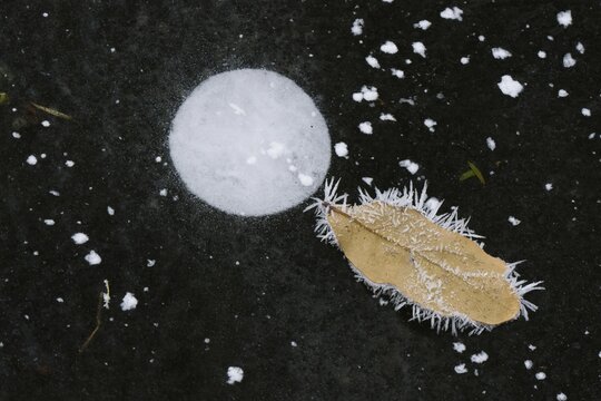 Oak leaf covered with ice crystals on frozen water surface, Hesse, Germany