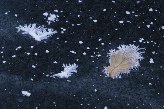 Oak leaf covered with ice crystals on frozen water surface, Hesse, Germany