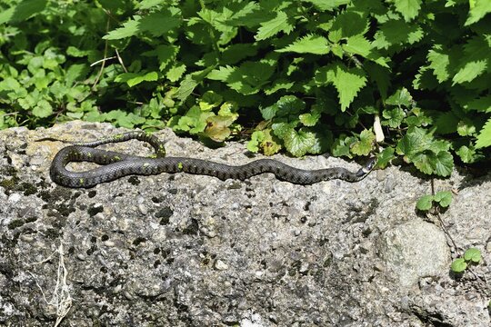 Grass snake (Natrix natrix), basking on stone, Switzerland