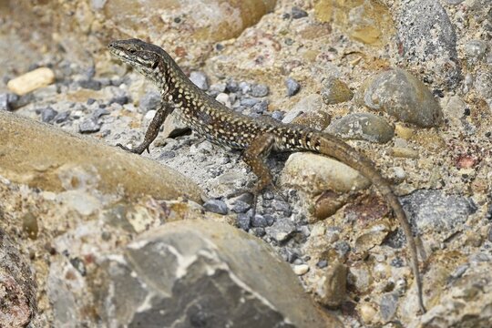 Iberian rock lizard (Lacerta muralis), Switzerland