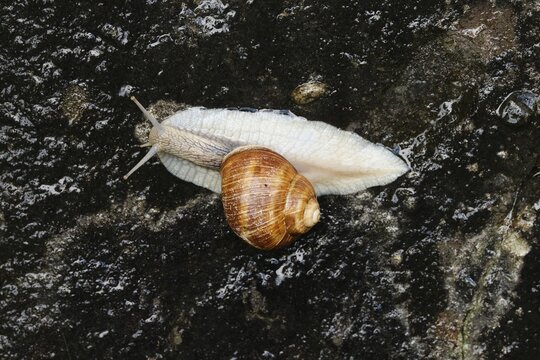Burgundy snail (Helix pomatia), Switzerland