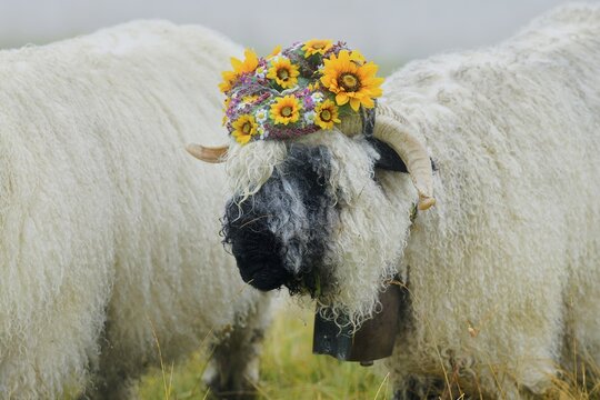 Valais black-nosed ewe (Ovis orientalis aries), most beautiful buck with flower wreath on head, Shepherd's Weekend 2020, Belalp, Canton Valais, Switzerland