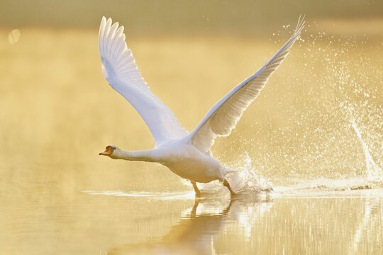 Mute Swan (Cygnus olor), taking off from the water in the morning light, Lake Zug, Switzerland