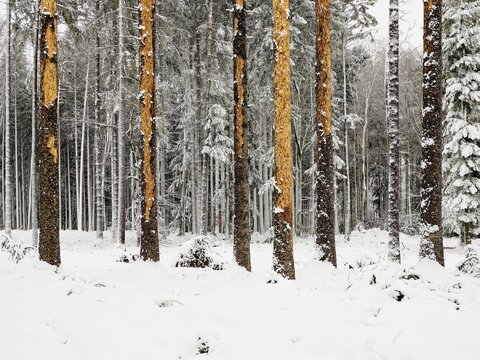 Dead spruce, after infestation and feeding by the european spruce (Picea abies) bark beetle (Ips typographus) or book printer, Canton Aargau, Switzerland