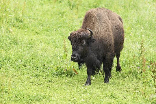 Bison, European bison (Bison bonasus), standing in a meadow, captive, Switzerland