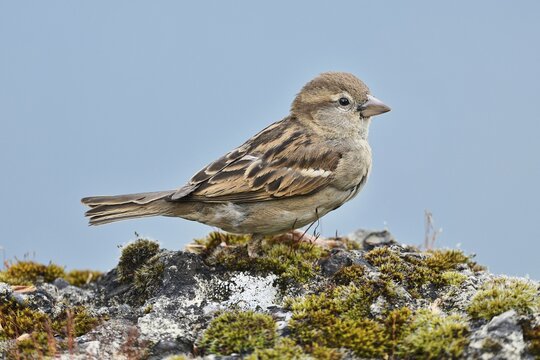 House sparrow (Passer domesticus), young bird, Switzerland