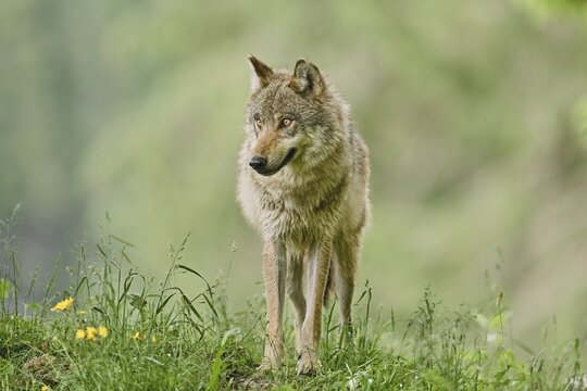 Gray wolf (Canis lupus), adult, captive, Switzerland