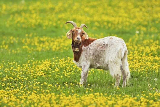 Domestic goat (Capra aegagrus hircus), standing on field of flowering buttercup (Ranunculus), captive, Switzerland