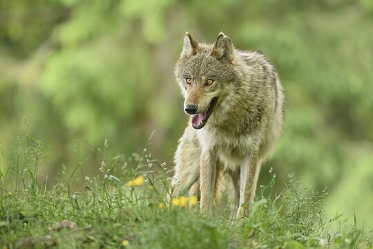 Gray wolf (Canis lupus), adult standing in a meadow, Captive, Switzerland