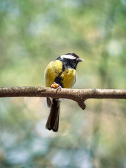 Obraz premium Close-up of a great tit (Parus major) eating a nut on a thin branch.