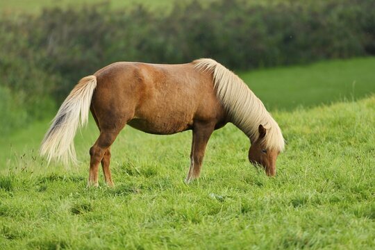 Icelandic horse eating grass in a meadow
