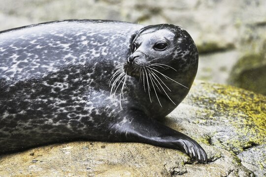 Harbor seal (Phoca vitulina), sitting on rock, captive, Switzerland