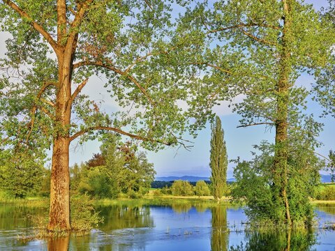 Poplars (Populus), standing on the flooded bank of the Lorze, flood 2021, Maschwanden, Canton Zurich, Switzerland