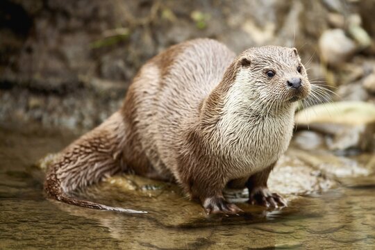 European otter (Lutra lutra), female sitting on the bank of a pond, Captive, Switzerland