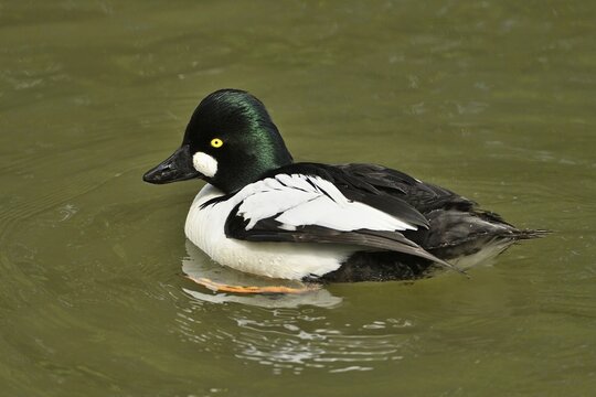 Common Goldeneye (Bucephala clangula), male, shaking plumage in the water, Switzerland