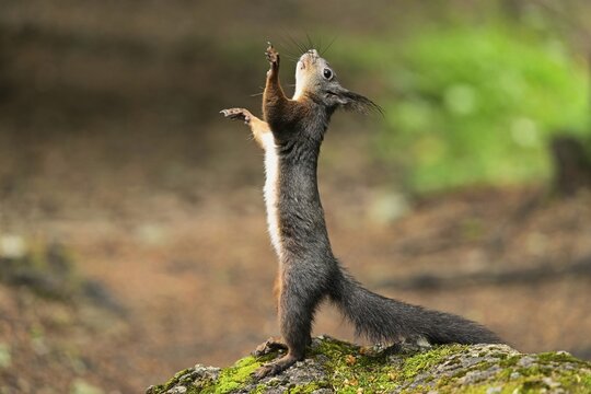 Eurasian red squirrel (Sciurus vulgaris), standing erect on the ground, Switzerland