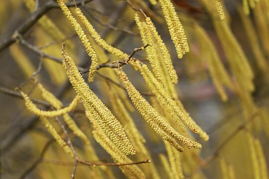 Common hazel (Corylus avellana), hazel bush, male flowers or flower catkins, Switzerland