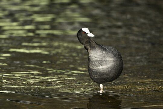 Common coot (Fulica atra), standing on one leg in the water