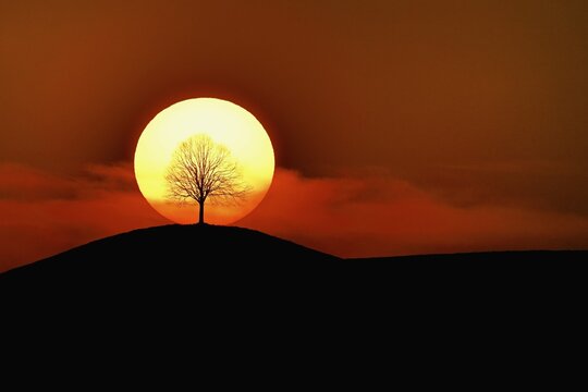 Setting sun shining through lime tree (Tilia), Canton Zug, Switzerland