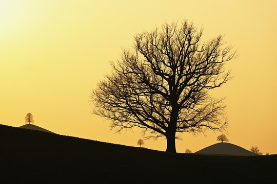 Silhouettes of an oak tree (Quercus), and lime trees (Tilia), in drumlin landscape in the light of the setting sun, Hirzel, Canton Zurich, Switzerland