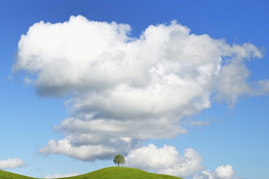 Solitary tree, lime tree (Tilia), leaf budding on green meadow, sky with cumulus cloud (Cumulus), Canton Zug, Switzerland