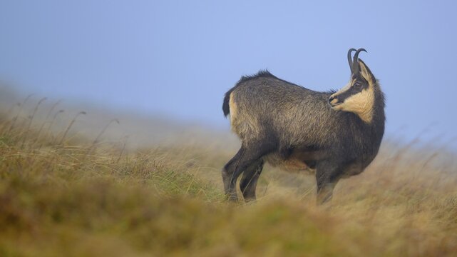 Chamois (Rupicapra rupicapra), chamois goat standing in a meadow, Vosges, France