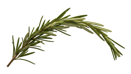 Fototapeta premium Isolated sprig of aromatic rosemary herb for flavoring, cooking and garnishing food and dishes