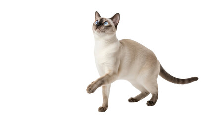 Isolated Siamese Cat Standing on Hind Legs, Looking Up in a Studio Environment Indoors © Pablo